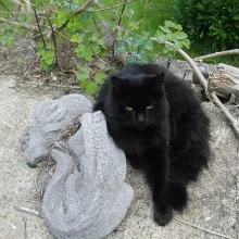 A black cat shaped void next to a grey stone dragon