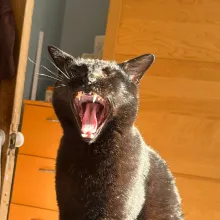 Sam showing off a fearsome maw