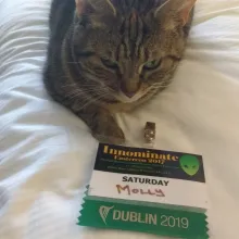 Cat with a 2017 Eastercon Badge
