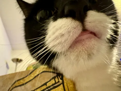 Extreme close-up of Lucy