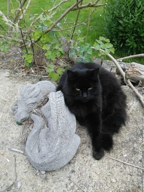 A black cat shaped void next to a grey stone dragon