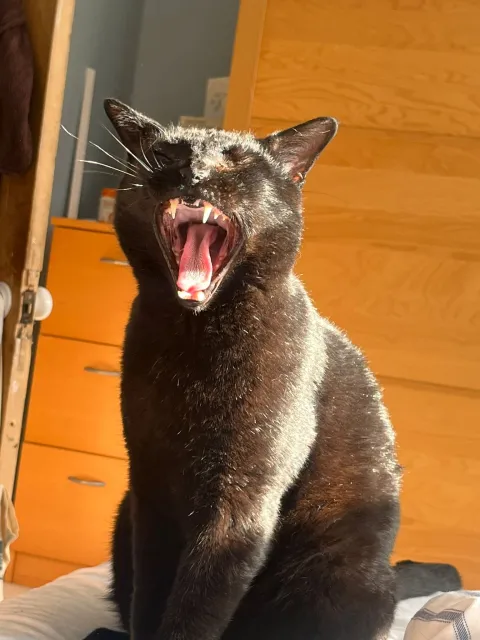 Sam showing off a fearsome maw