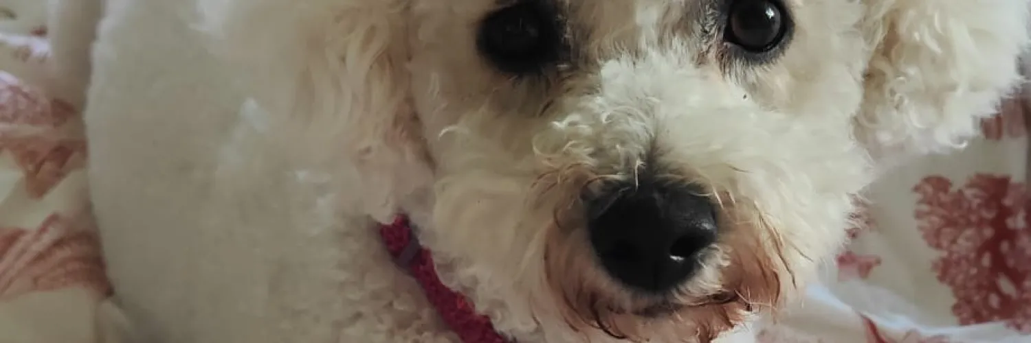 11/10 for cuteness!
