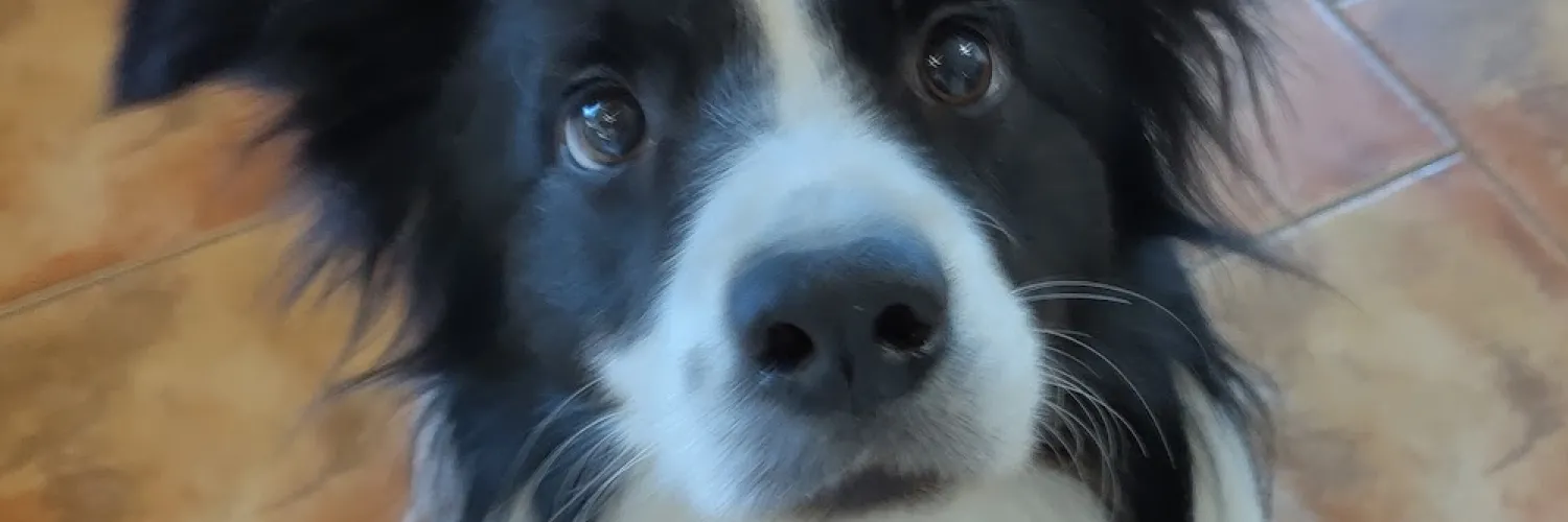 Luke looking attentive