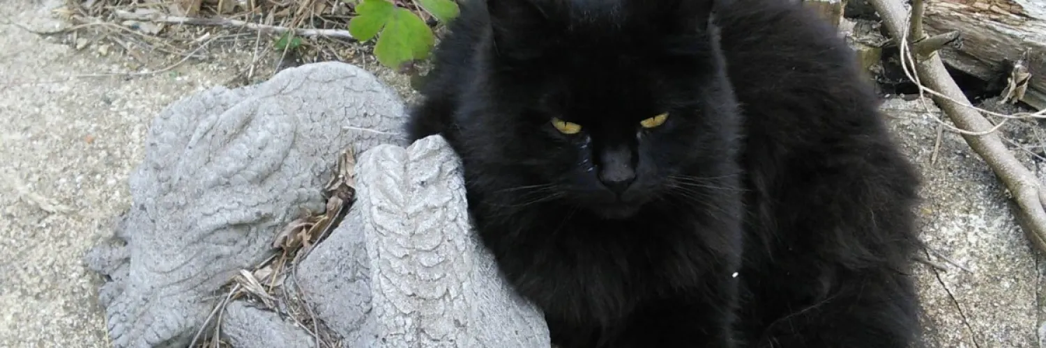 A black cat shaped void next to a grey stone dragon