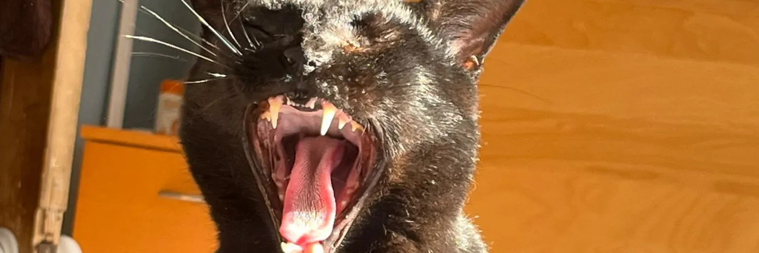 Sam showing off a fearsome maw