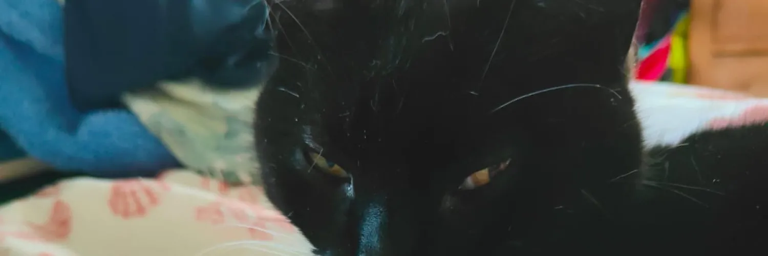 Tuz looks peaceful and approachable. That is a lie.